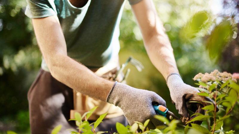 Gartenpflege bei Büsche und  Hecken